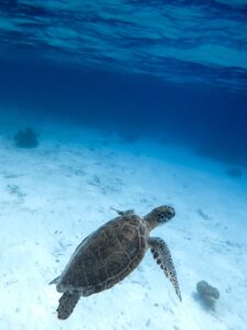 Swimming with the turtles in Curaçao