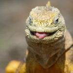 Galapagos Cruise Wildlife