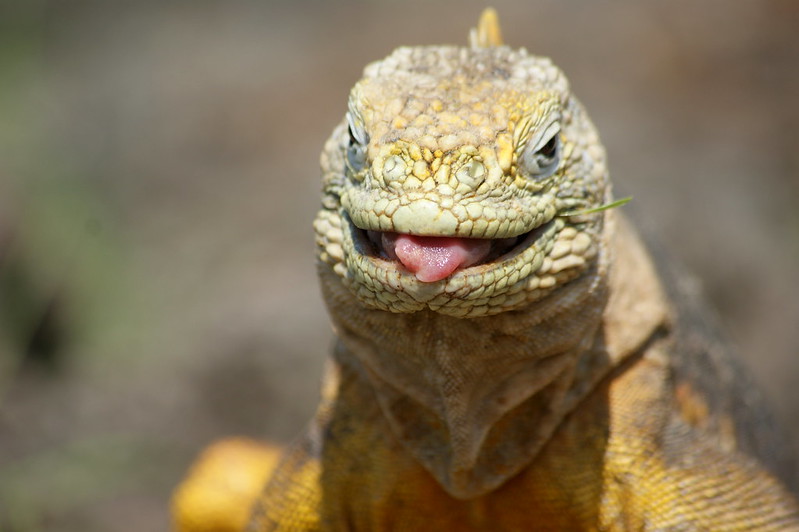 Galapagos Cruise Wildlife